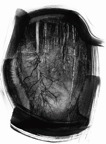 B forêt.jpg